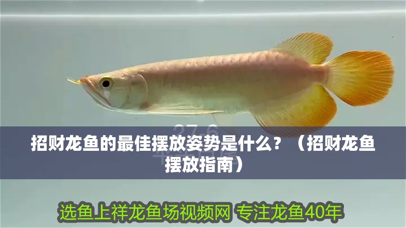 招財龍魚的最佳擺放姿勢是什么？（招財龍魚擺放指南）