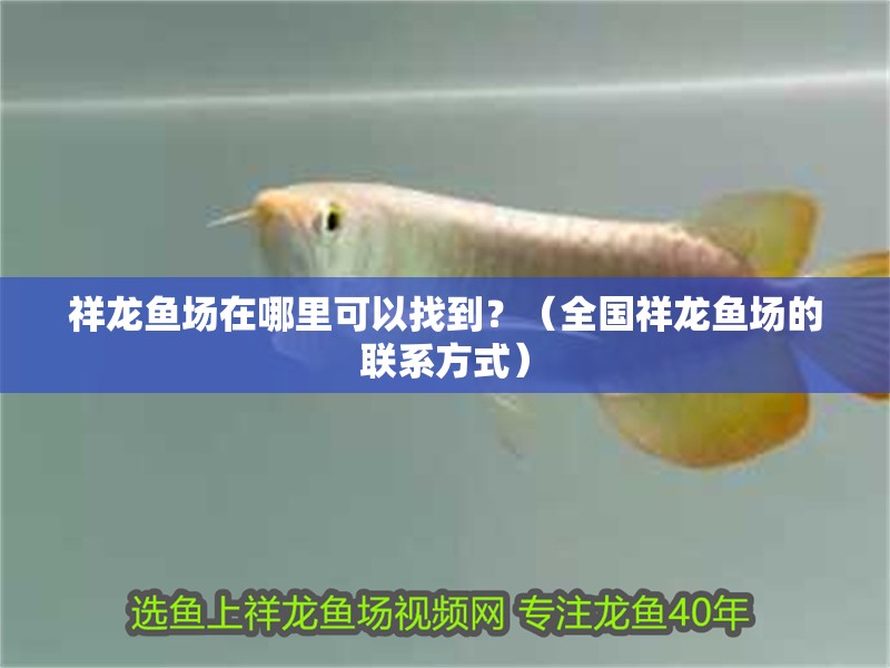 祥龍魚(yú)場(chǎng)在哪里可以找到？（全國(guó)祥龍魚(yú)場(chǎng)的聯(lián)系方式）