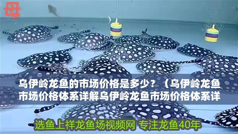 烏伊嶺龍魚的市場價格是多少？（烏伊嶺龍魚市場價格體系詳解烏伊嶺龍魚市場價格體系詳解）