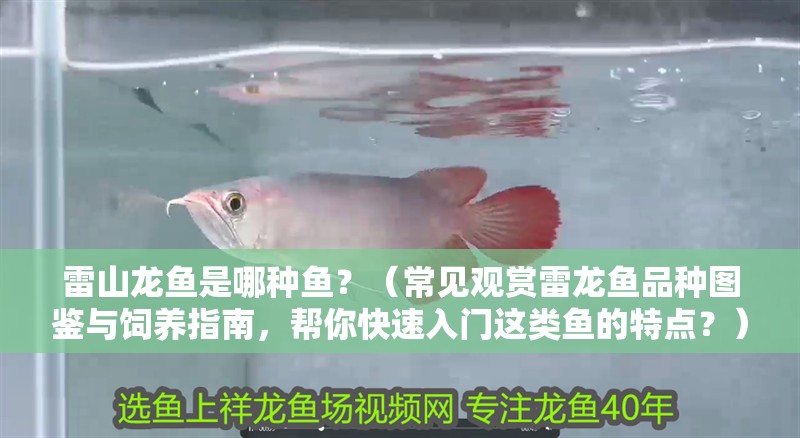 雷山龍魚是哪種魚？（常見觀賞雷龍魚品種圖鑒與飼養指南，幫你快速入門這類魚的特點？）
