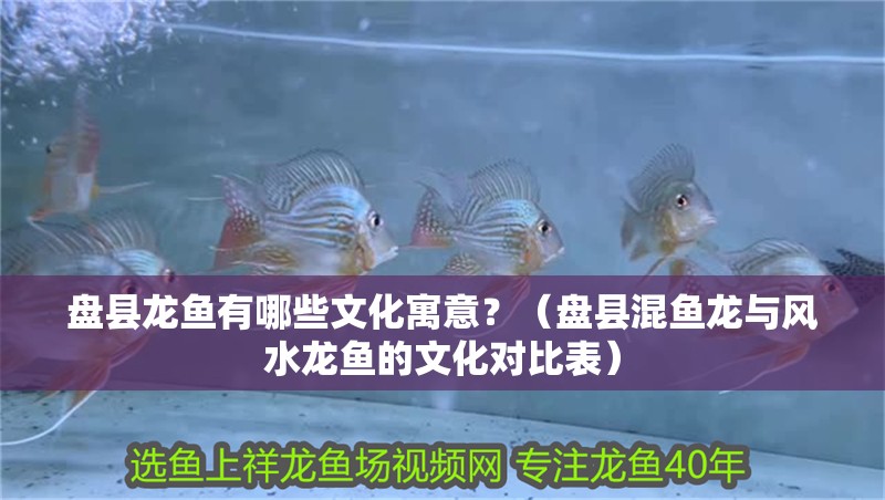 盤縣龍魚有哪些文化寓意？（盤縣混魚龍與風水龍魚的文化對比表）