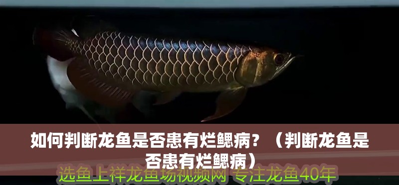 如何判斷龍魚是否患有爛鰓病？（判斷龍魚是否患有爛鰓病）