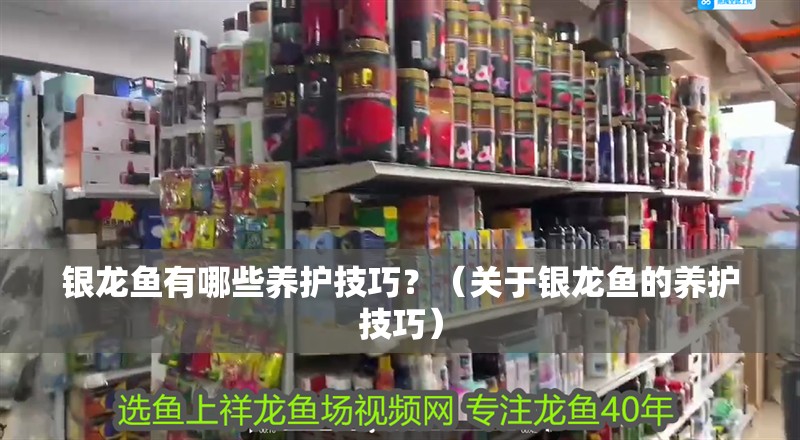 銀龍魚有哪些養護技巧？（關于銀龍魚的養護技巧）