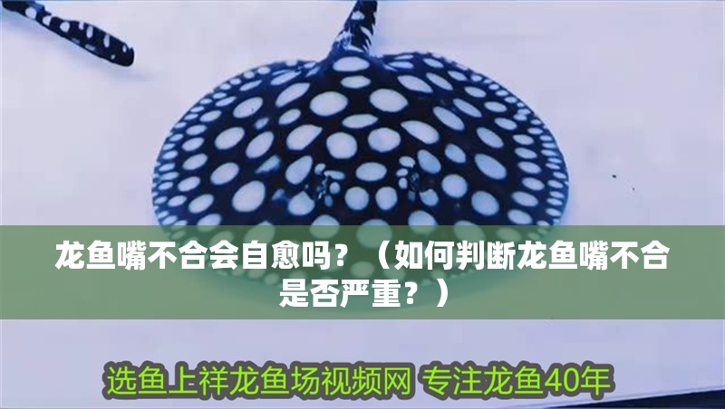 龍魚嘴不合會自愈嗎？（如何判斷龍魚嘴不合是否嚴重？）