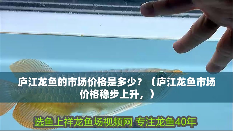 廬江龍魚的市場價格是多少？（廬江龍魚市場價格穩(wěn)步上升，）