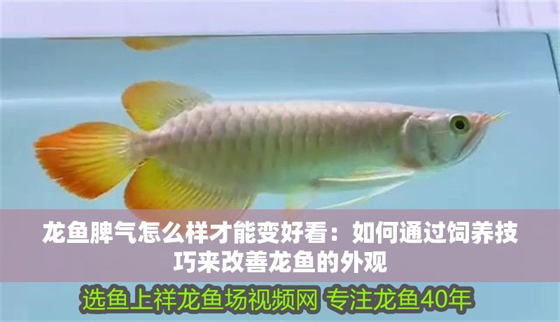 龍魚脾氣怎么樣才能變好看：如何通過飼養技巧來改善龍魚的外觀