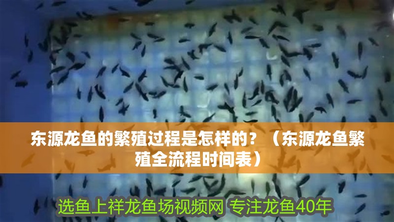 東源龍魚的繁殖過程是怎樣的？（東源龍魚繁殖全流程時間表）