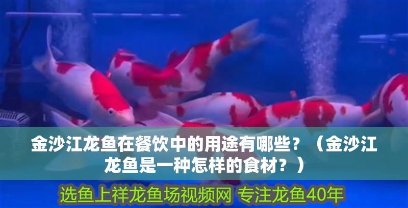 金沙江龍魚(yú)在餐飲中的用途有哪些？（金沙江龍魚(yú)是一種怎樣的食材？）
