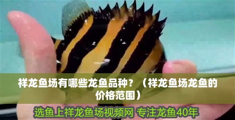 祥龍魚場有哪些龍魚品種？（祥龍魚場龍魚的價格范圍）