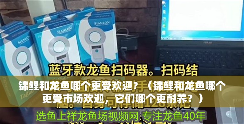 錦鯉和龍魚哪個更受歡迎？（錦鯉和龍魚哪個更受市場歡迎，它們哪個更耐養(yǎng)？）