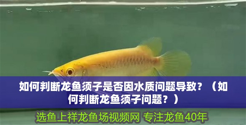 如何判斷龍魚須子是否因水質問題導致？（如何判斷龍魚須子問題？）