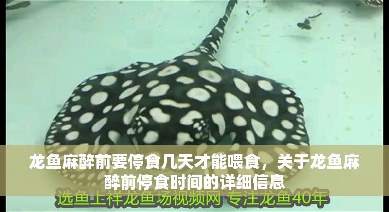 龍魚麻醉前要停食幾天才能喂食，關于龍魚麻醉前停食時間的詳細信息