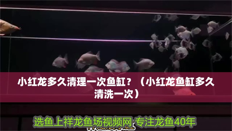 小紅龍多久清理一次魚缸？（小紅龍魚缸多久清洗一次）