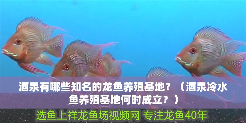 酒泉有哪些知名的龍魚養(yǎng)殖基地？（酒泉冷水魚養(yǎng)殖基地何時(shí)成立？）