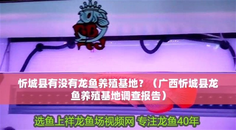 忻城縣有沒有龍魚養殖基地？（廣西忻城縣龍魚養殖基地調查報告）