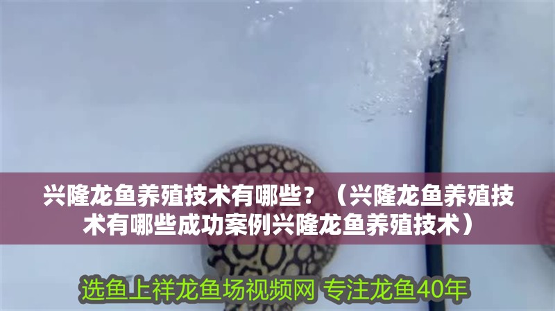 興隆龍魚養殖技術有哪些？（興隆龍魚養殖技術有哪些成功案例興隆龍魚養殖技術）