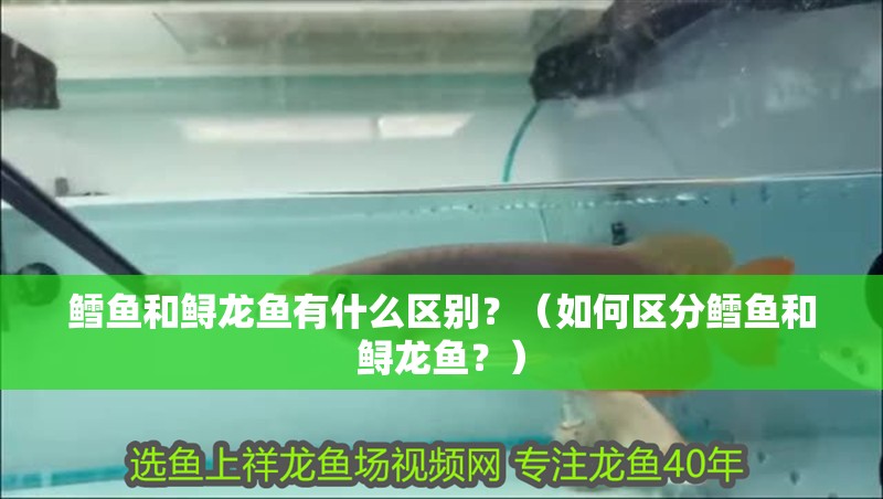 鱈魚和鱘龍魚有什么區別？（如何區分鱈魚和鱘龍魚？）