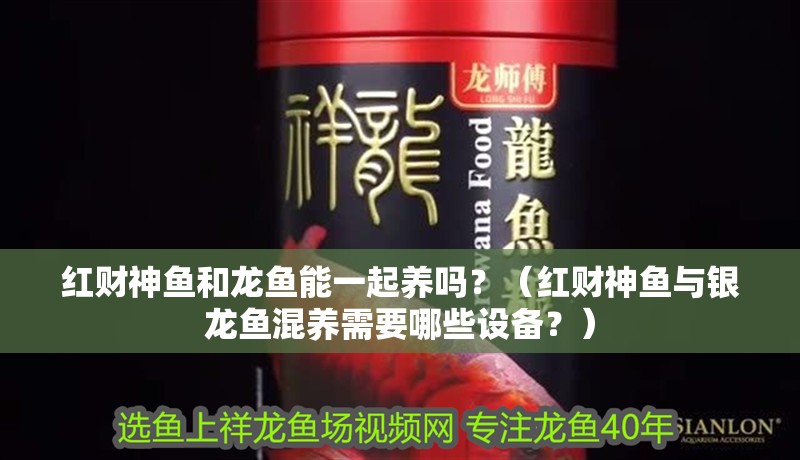 紅財神魚和龍魚能一起養嗎？（紅財神魚與銀龍魚混養需要哪些設備？）