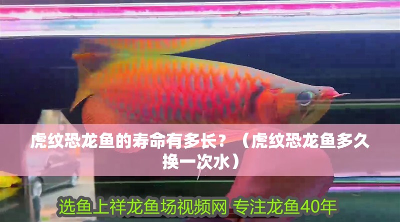 虎紋恐龍魚的壽命有多長？（虎紋恐龍魚多久換一次水）