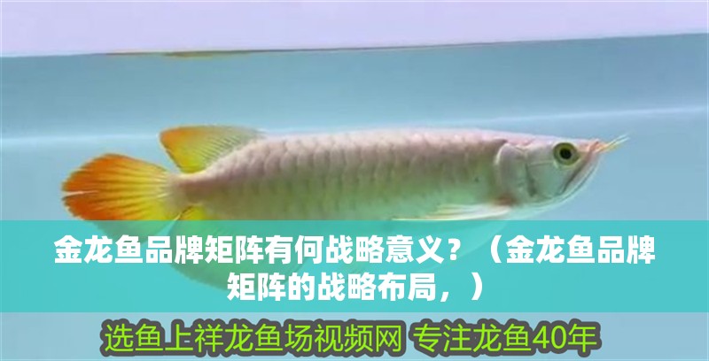 金龍魚品牌矩陣有何戰略意義？（金龍魚品牌矩陣的戰略布局，）