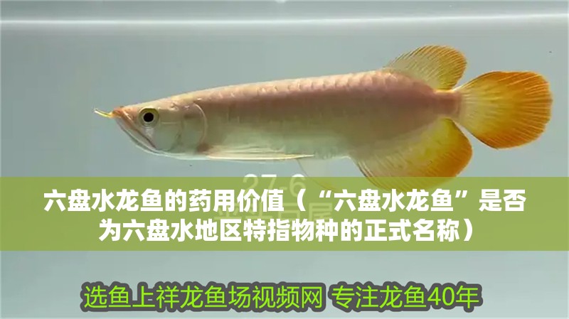 六盤水龍魚的藥用價(jià)值（“六盤水龍魚”是否為六盤水地區(qū)特指物種的正式名稱）