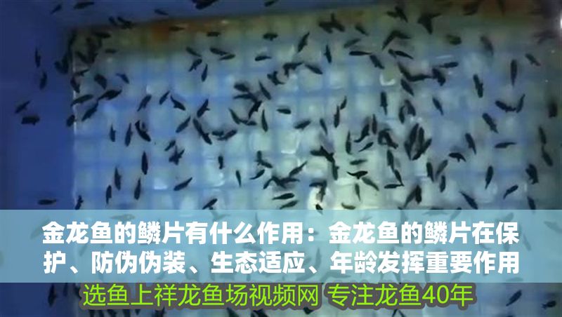 金龍魚的鱗片有什么作用：金龍魚的鱗片在保護、防偽偽裝、生態適應、年齡發揮重要作用