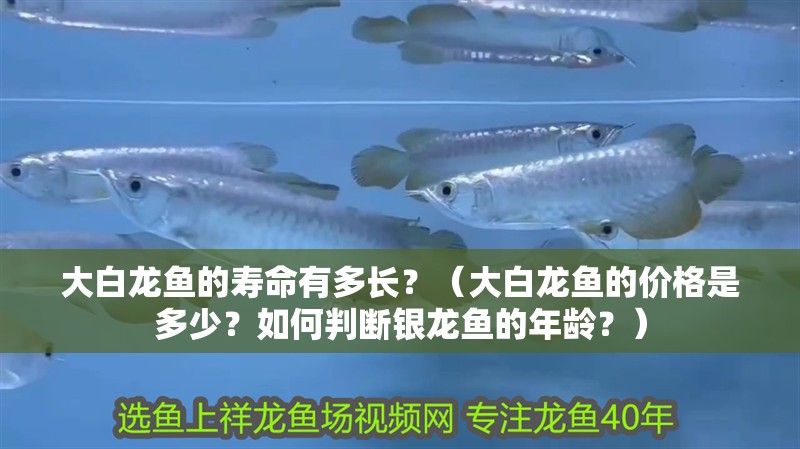 大白龍魚的壽命有多長？（大白龍魚的價格是多少？如何判斷銀龍魚的年齡？）