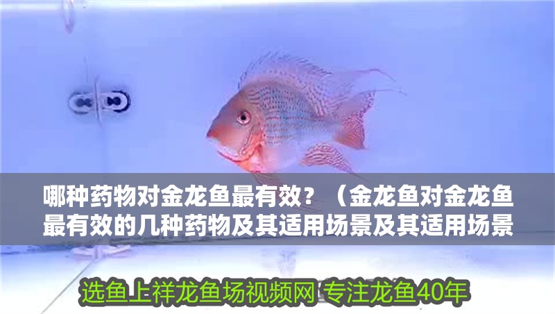 哪種藥物對(duì)金龍魚最有效？（金龍魚對(duì)金龍魚最有效的幾種藥物及其適用場(chǎng)景及其適用場(chǎng)景）