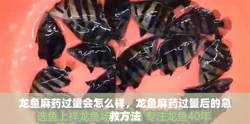 龍魚麻藥過量會怎么樣，龍魚麻藥過量后的急救方法