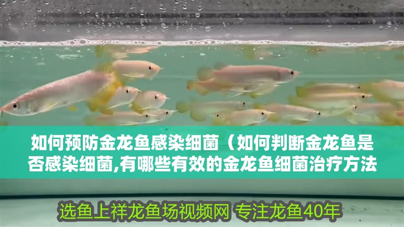 如何預防金龍魚感染細菌（如何判斷金龍魚是否感染細菌,有哪些有效的金龍魚細菌治療方法）