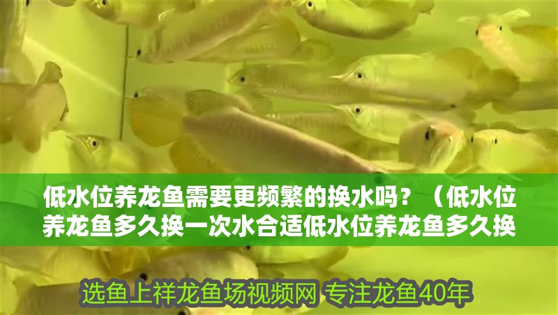 低水位養龍魚需要更頻繁的換水嗎？（低水位養龍魚多久換一次水合適低水位養龍魚多久換一次水合適）