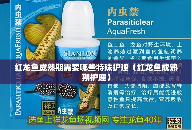 紅龍魚成熟期需要哪些特殊護理（紅龍魚成熟期護理）