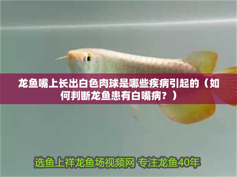 龍魚嘴上長出白色肉球是哪些疾病引起的（如何判斷龍魚患有白嘴病？）