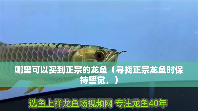 哪里可以買到正宗的龍魚（尋找正宗龍魚時(shí)保持警覺，）