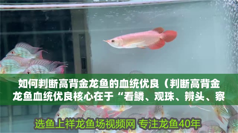 如何判斷高背金龍魚的血統(tǒng)優(yōu)良（判斷高背金龍魚血統(tǒng)優(yōu)良核心在于“看鱗、觀珠、辨頭、察色”四要素）
