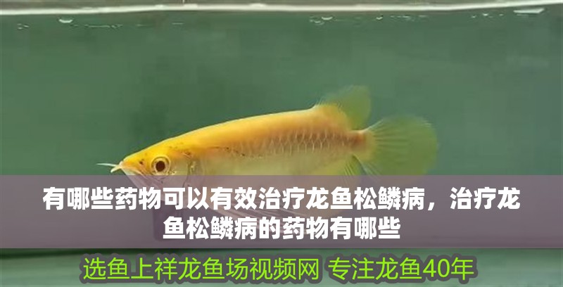 有哪些藥物可以有效治療龍魚松鱗病，治療龍魚松鱗病的藥物有哪些