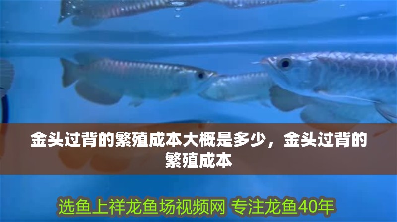 金頭過背的繁殖成本大概是多少，金頭過背的繁殖成本