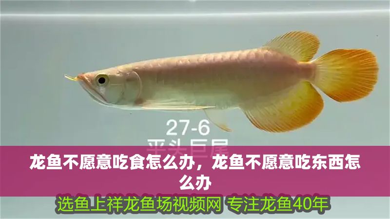 龍魚(yú)不愿意吃食怎么辦，龍魚(yú)不愿意吃東西怎么辦