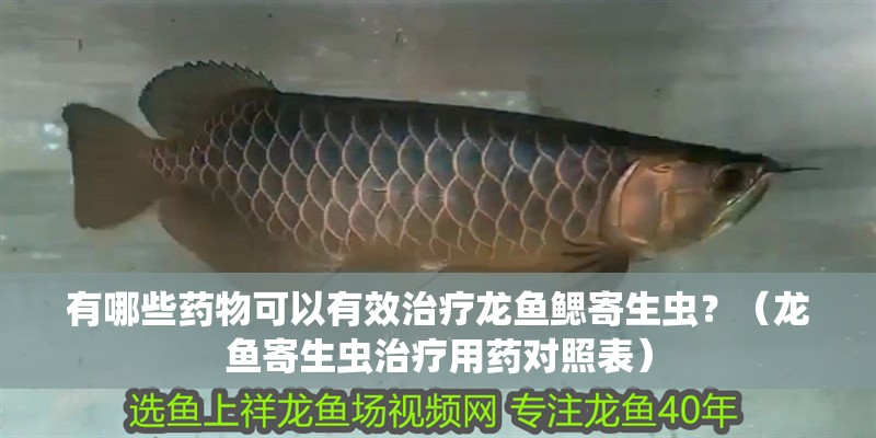 有哪些藥物可以有效治療龍魚鰓寄生蟲？（龍魚寄生蟲治療用藥對照表）
