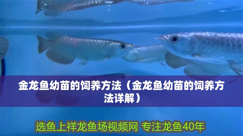 金龍魚幼苗的飼養方法（金龍魚幼苗的飼養方法詳解）