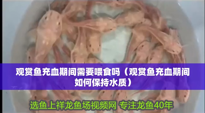 觀賞魚充血期間需要喂食嗎（觀賞魚充血期間如何保持水質(zhì)）