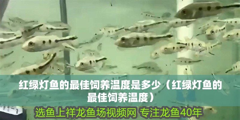 紅綠燈魚的最佳飼養溫度是多少（紅綠燈魚的最佳飼養溫度）