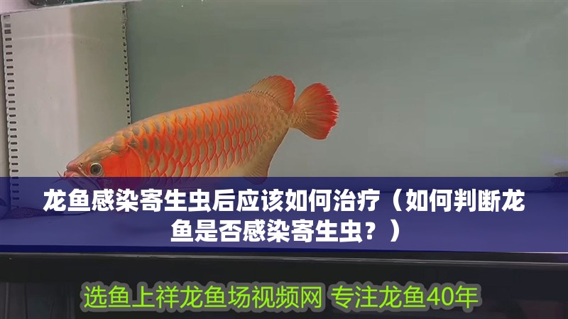 龍魚感染寄生蟲后應(yīng)該如何治療（如何判斷龍魚是否感染寄生蟲？）