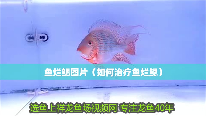 魚(yú)爛鰓圖片（如何治療魚(yú)爛鰓）