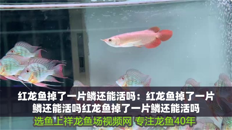 紅龍魚掉了一片鱗還能活嗎：紅龍魚掉了一片鱗還能活嗎紅龍魚掉了一片鱗還能活嗎