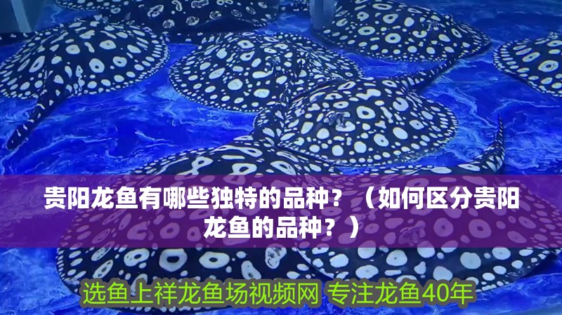 貴陽龍魚有哪些獨特的品種？（如何區分貴陽龍魚的品種？）