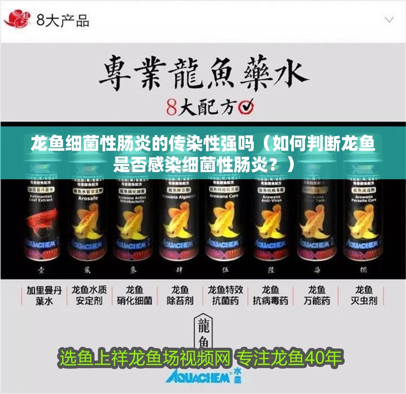 龍魚細(xì)菌性腸炎的傳染性強(qiáng)嗎（如何判斷龍魚是否感染細(xì)菌性腸炎？）