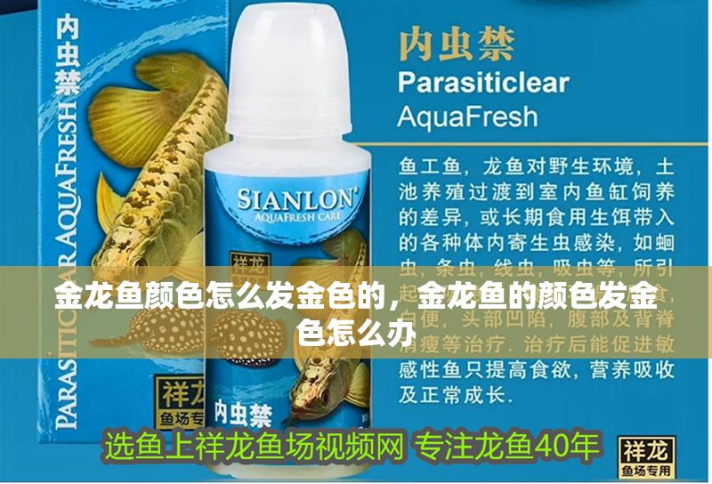 金龍魚顏色怎么發金色的，金龍魚的顏色發金色怎么辦