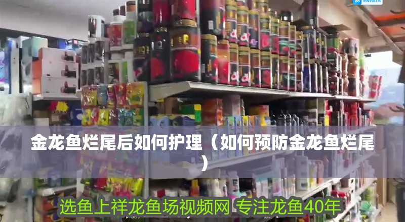 金龍魚爛尾后如何護理（如何預防金龍魚爛尾）