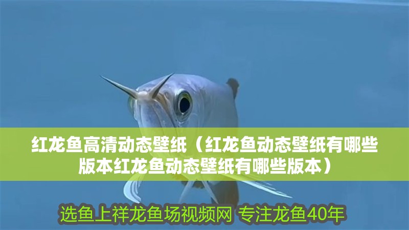 紅龍魚(yú)高清動(dòng)態(tài)壁紙（紅龍魚(yú)動(dòng)態(tài)壁紙有哪些版本紅龍魚(yú)動(dòng)態(tài)壁紙有哪些版本）